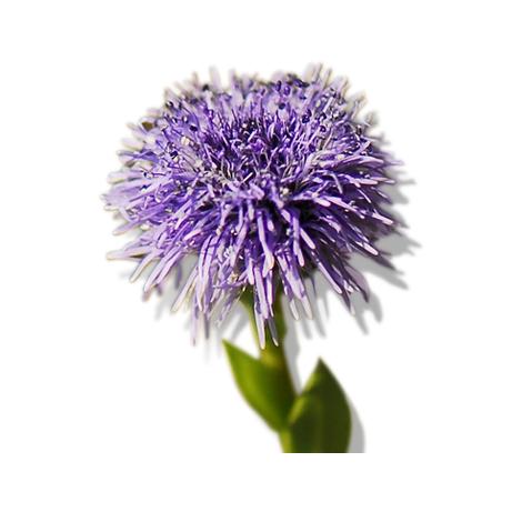 Plant Stem Cells Globularia Cordifolia Callus Culture Extract 