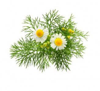 Chamomile Flower