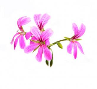 Geranium Flower