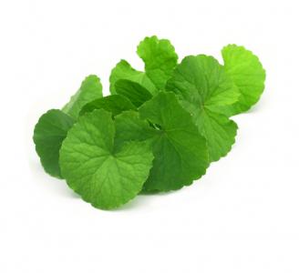 Gotu Kola