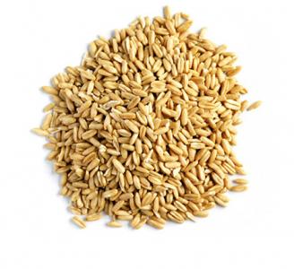 Organic Oat