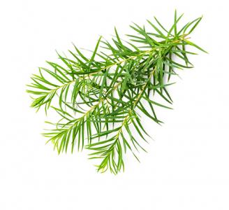 Tea Tree 
