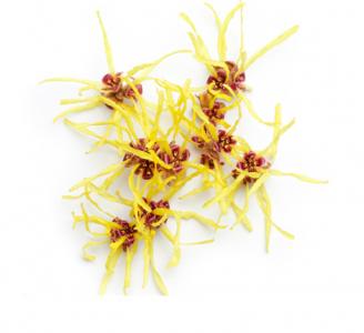 Witch Hazel